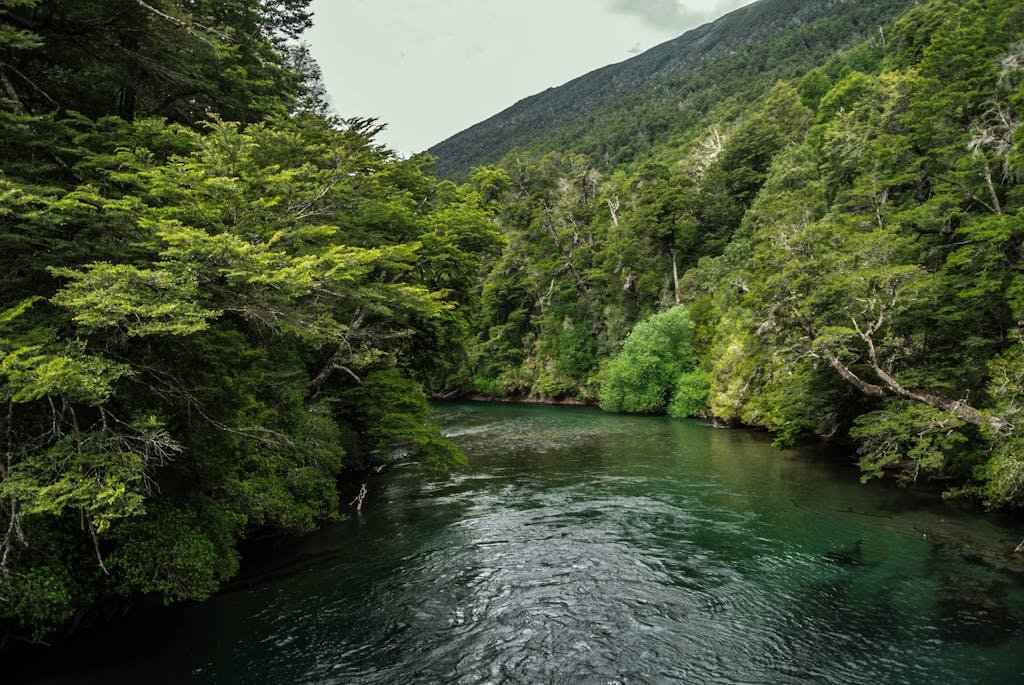 Idyllic forest scene with a clear river flowing under a summer sky.